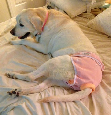 female diapers for dogs in heat